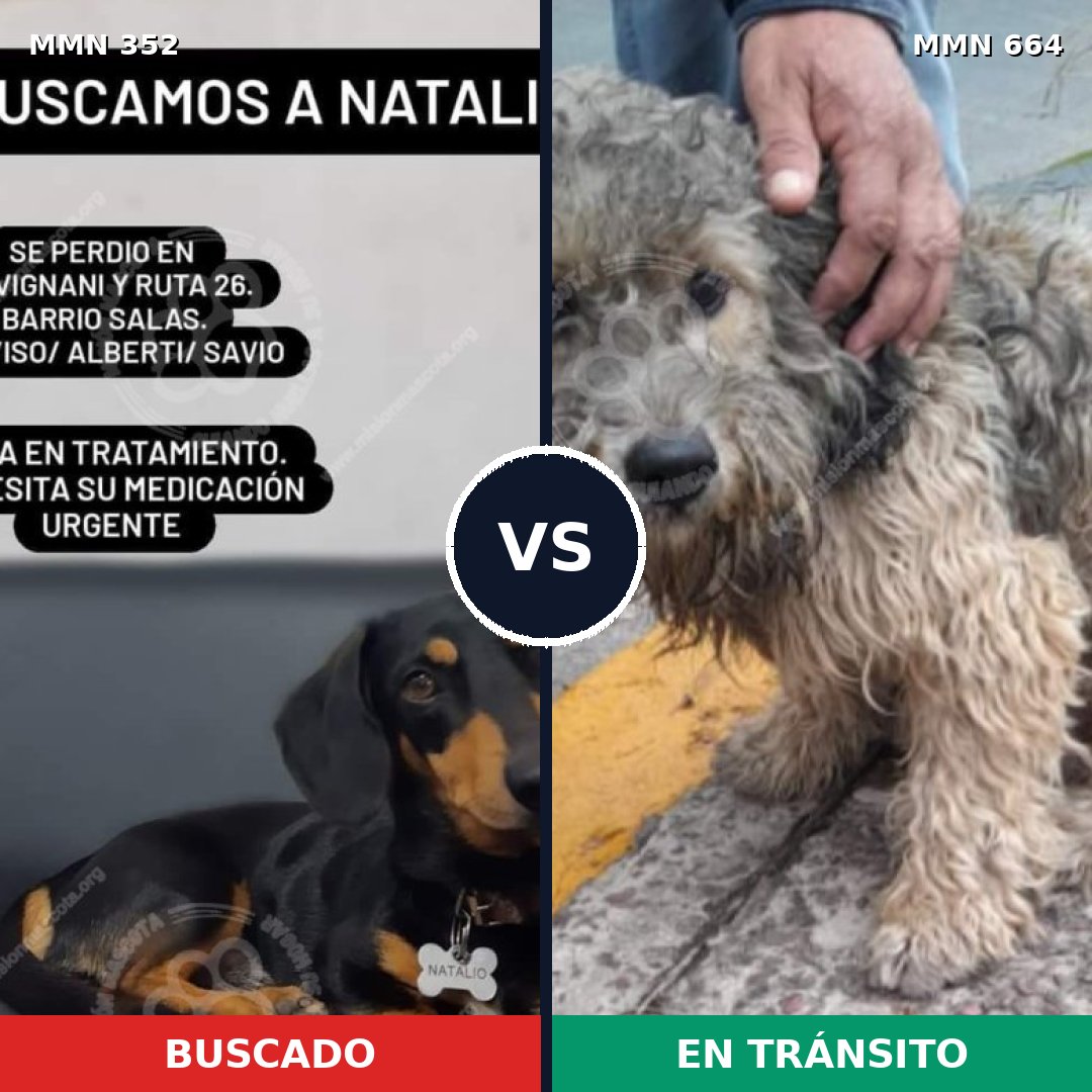 Comparativa MMS 6912: mascota perdida y mascota encontrada, 15% de similitud