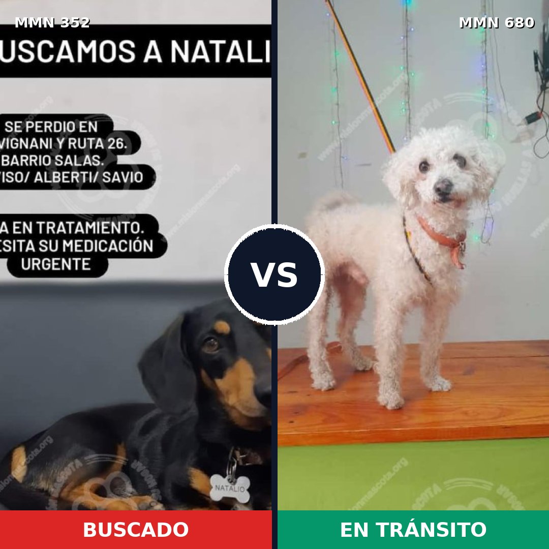 Comparativa MMS 6915: mascota perdida y mascota encontrada, 55% de similitud