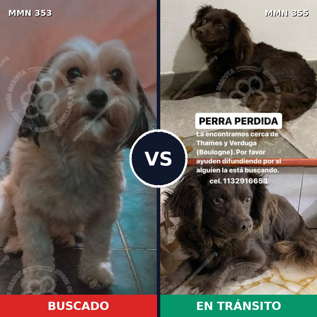 Comparativa MMS 6918: mascota perdida y mascota encontrada, 16% de similitud