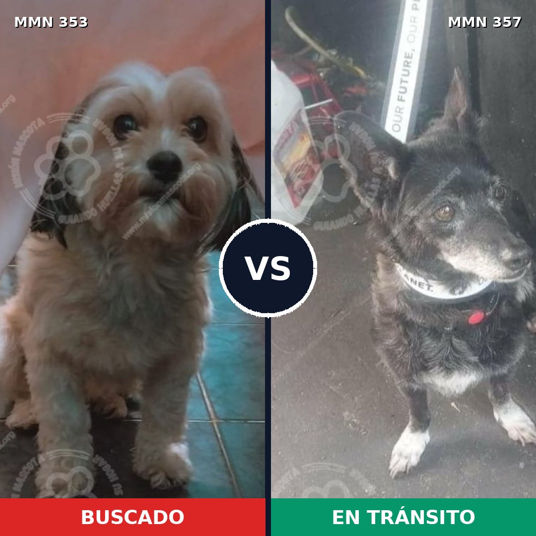 Comparativa MMS 6919: mascota perdida y mascota encontrada, 33% de similitud