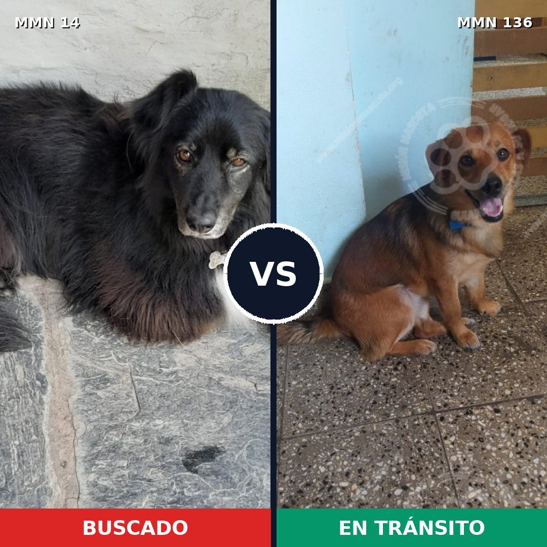 Comparativa MMS 692: mascota perdida y mascota encontrada, 50% de similitud