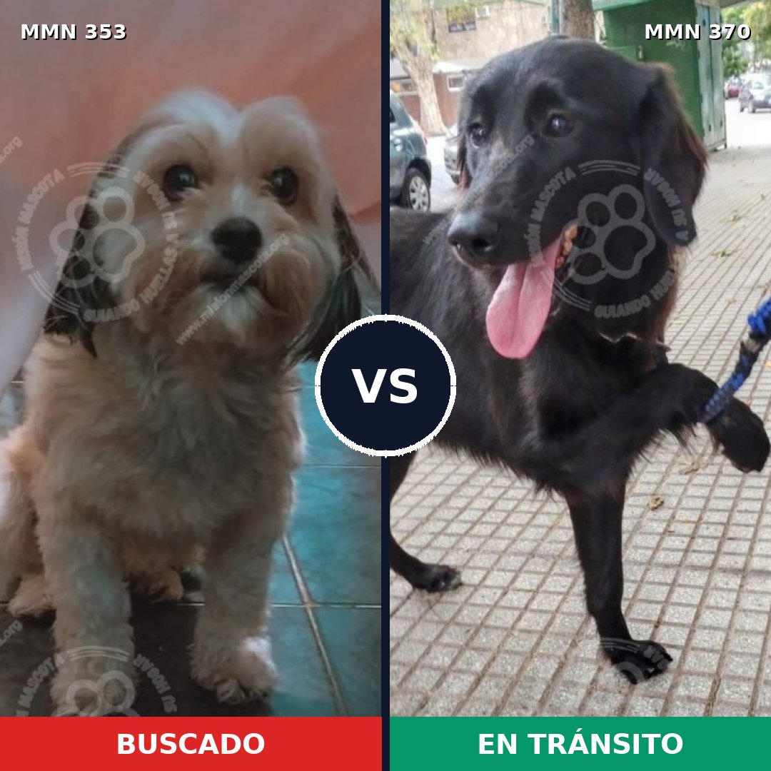 Comparativa MMS 6920: mascota perdida y mascota encontrada, 20% de similitud
