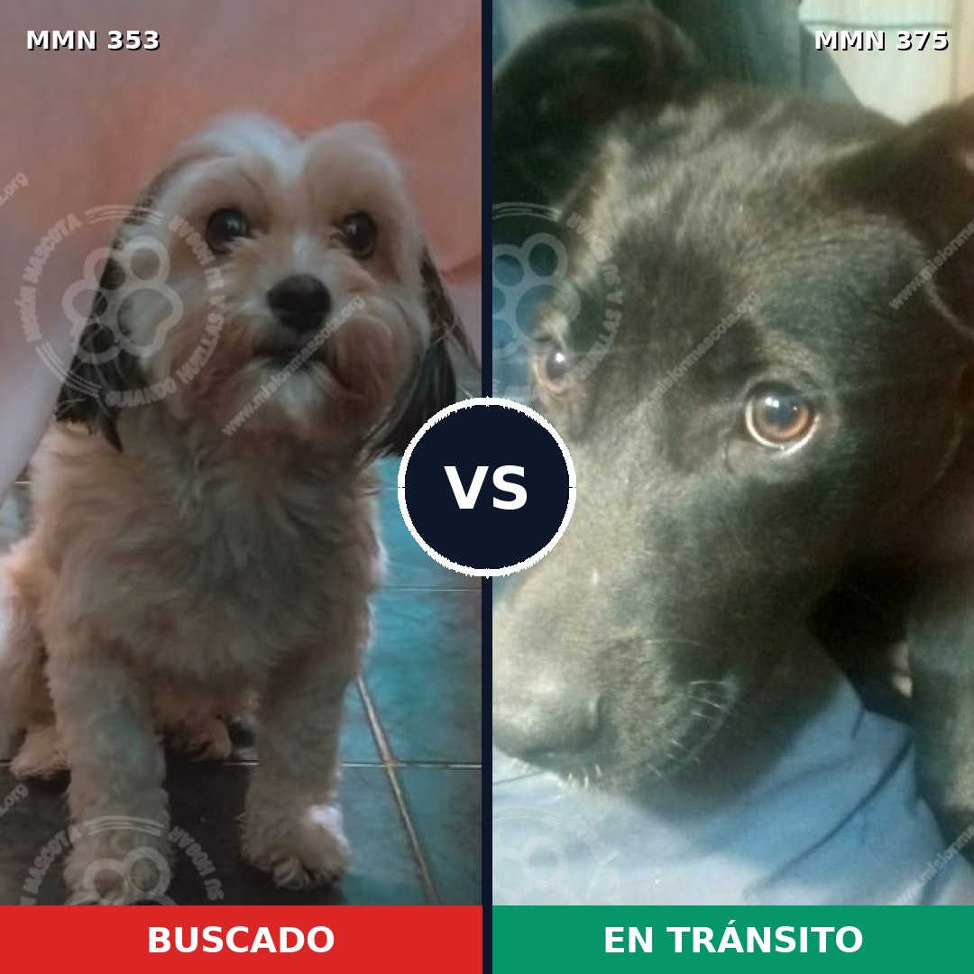 Comparativa MMS 6922: mascota perdida y mascota encontrada, 17% de similitud