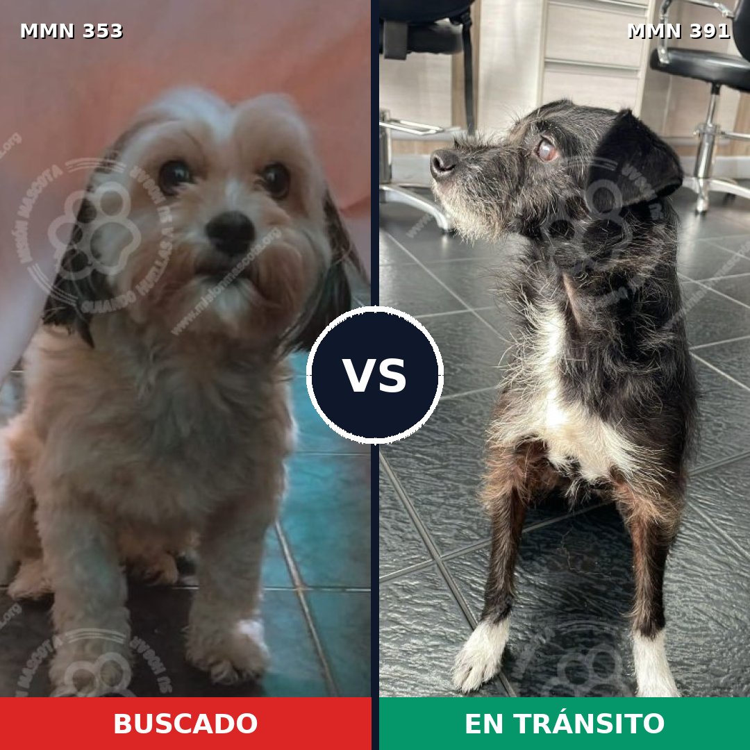 Comparativa MMS 6923: mascota perdida y mascota encontrada, 32% de similitud