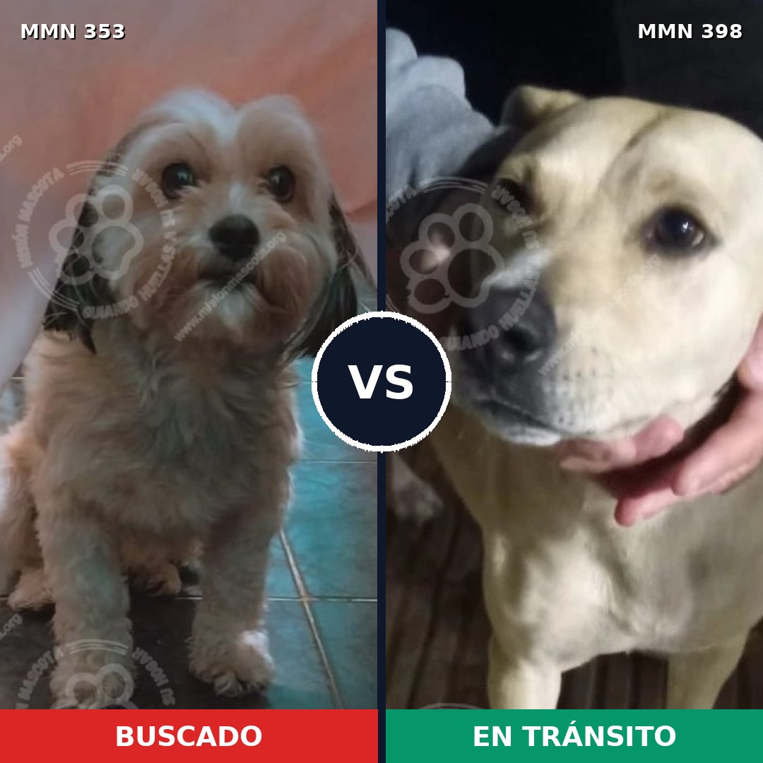 Comparativa MMS 6924: mascota perdida y mascota encontrada, 31% de similitud
