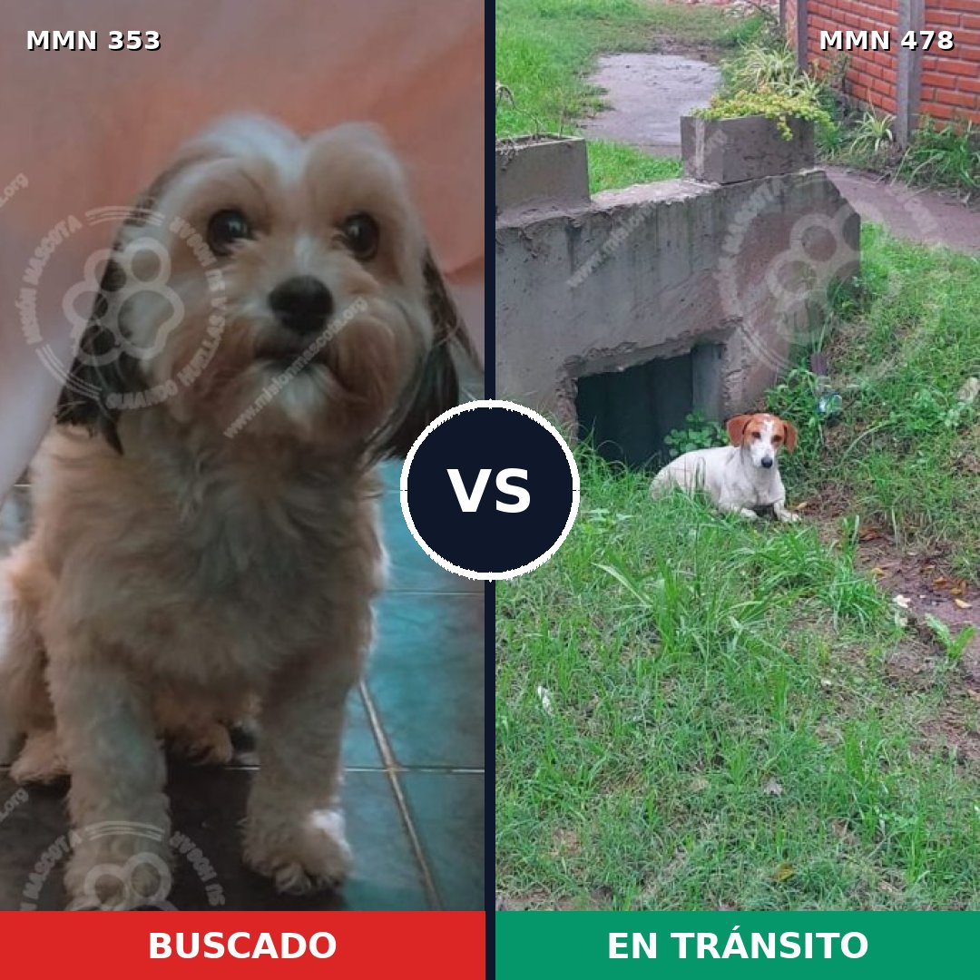 Comparativa MMS 6925: mascota perdida y mascota encontrada, 15% de similitud