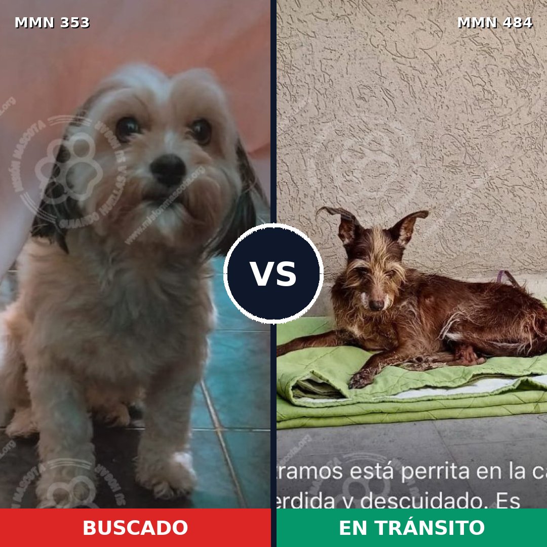 Comparativa MMS 6926: mascota perdida y mascota encontrada, 30% de similitud