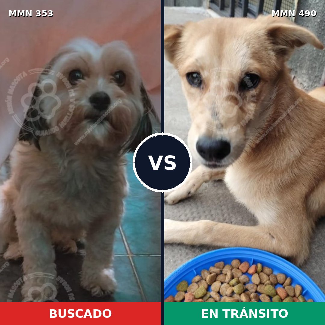 Comparativa MMS 6928: mascota perdida y mascota encontrada, 34% de similitud