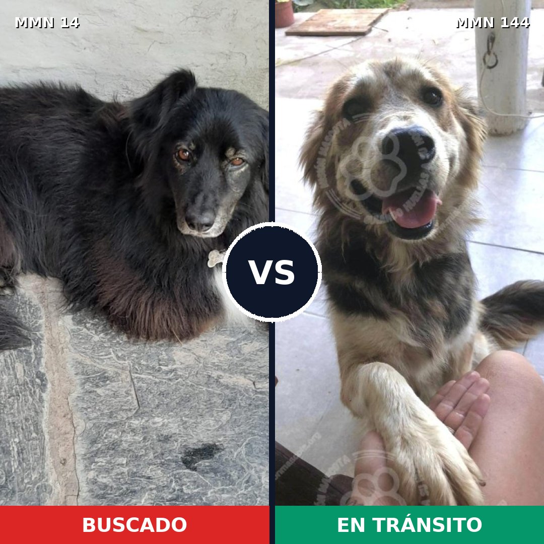 Comparativa MMS 693: mascota perdida y mascota encontrada, 55% de similitud