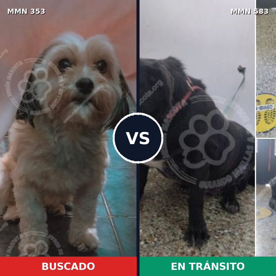Comparativa MMS 6930: mascota perdida y mascota encontrada, 34% de similitud