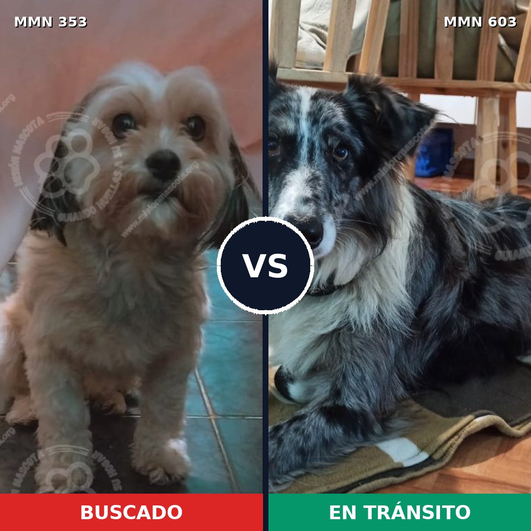 Comparativa MMS 6931: mascota perdida y mascota encontrada, 14% de similitud