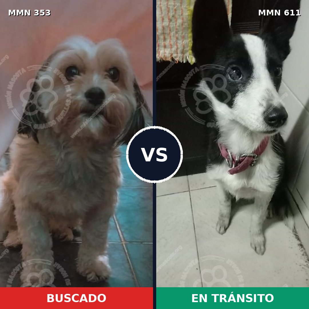 Comparativa MMS 6932: mascota perdida y mascota encontrada, 32% de similitud
