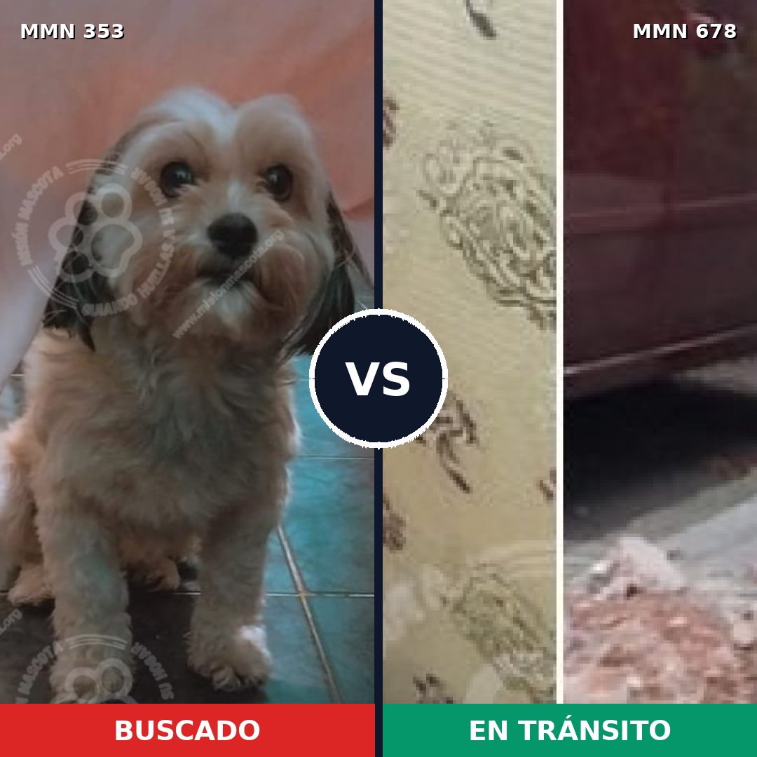 Comparativa MMS 6934: mascota perdida y mascota encontrada, 22% de similitud