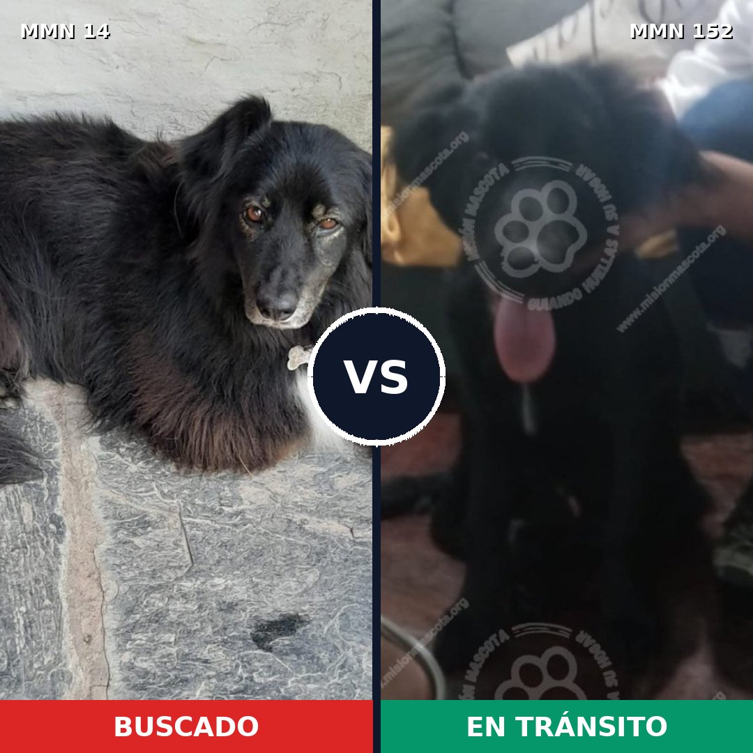 Comparativa MMS 694: mascota perdida y mascota encontrada, 63% de similitud