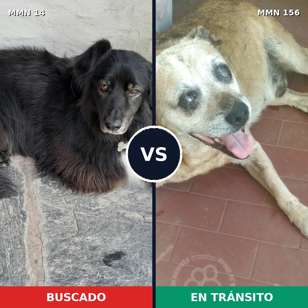 Comparativa MMS 695: mascota perdida y mascota encontrada, 54% de similitud