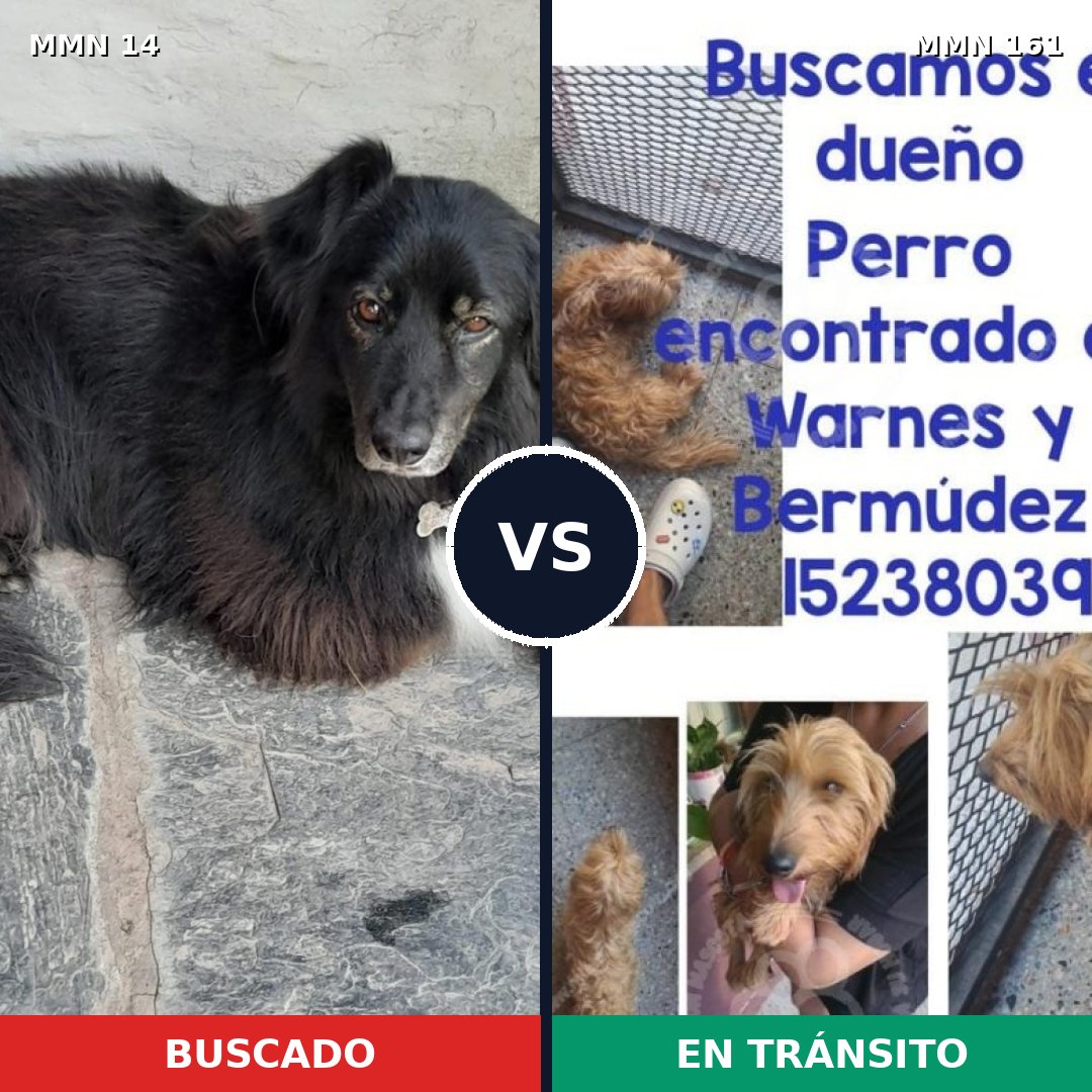Comparativa MMS 696: mascota perdida y mascota encontrada, 50% de similitud
