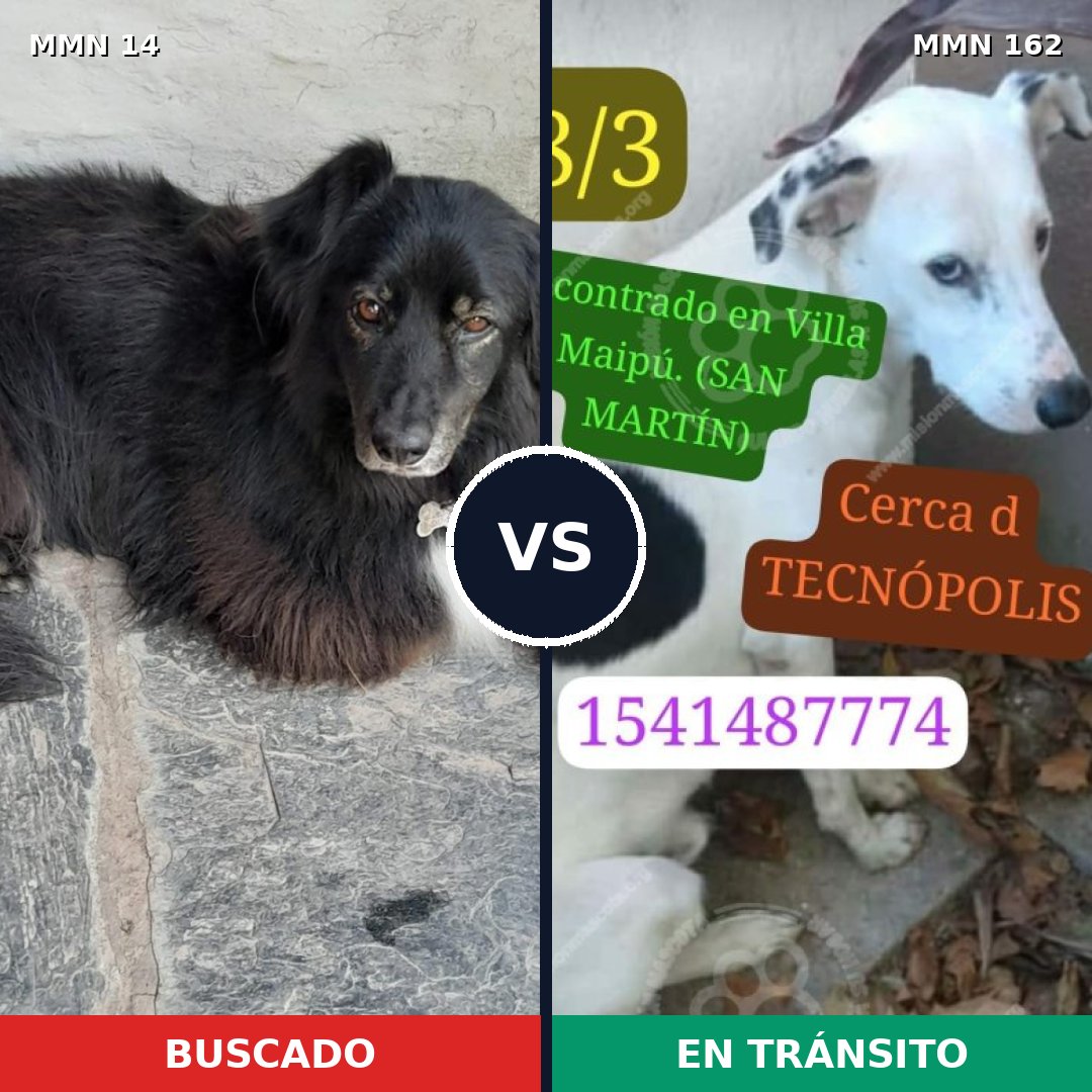 Comparativa MMS 697: mascota perdida y mascota encontrada, 59% de similitud
