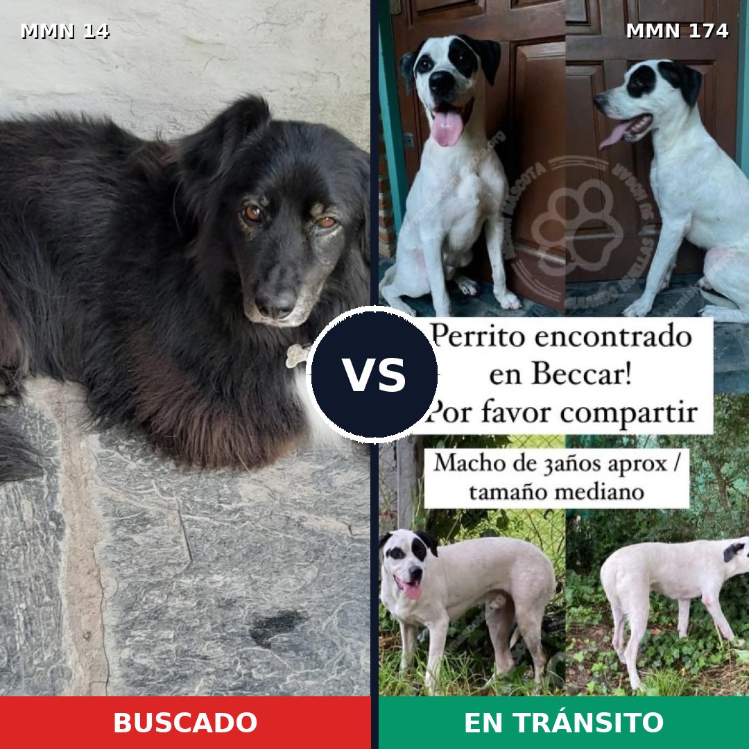 Comparativa MMS 698: mascota perdida y mascota encontrada, 59% de similitud