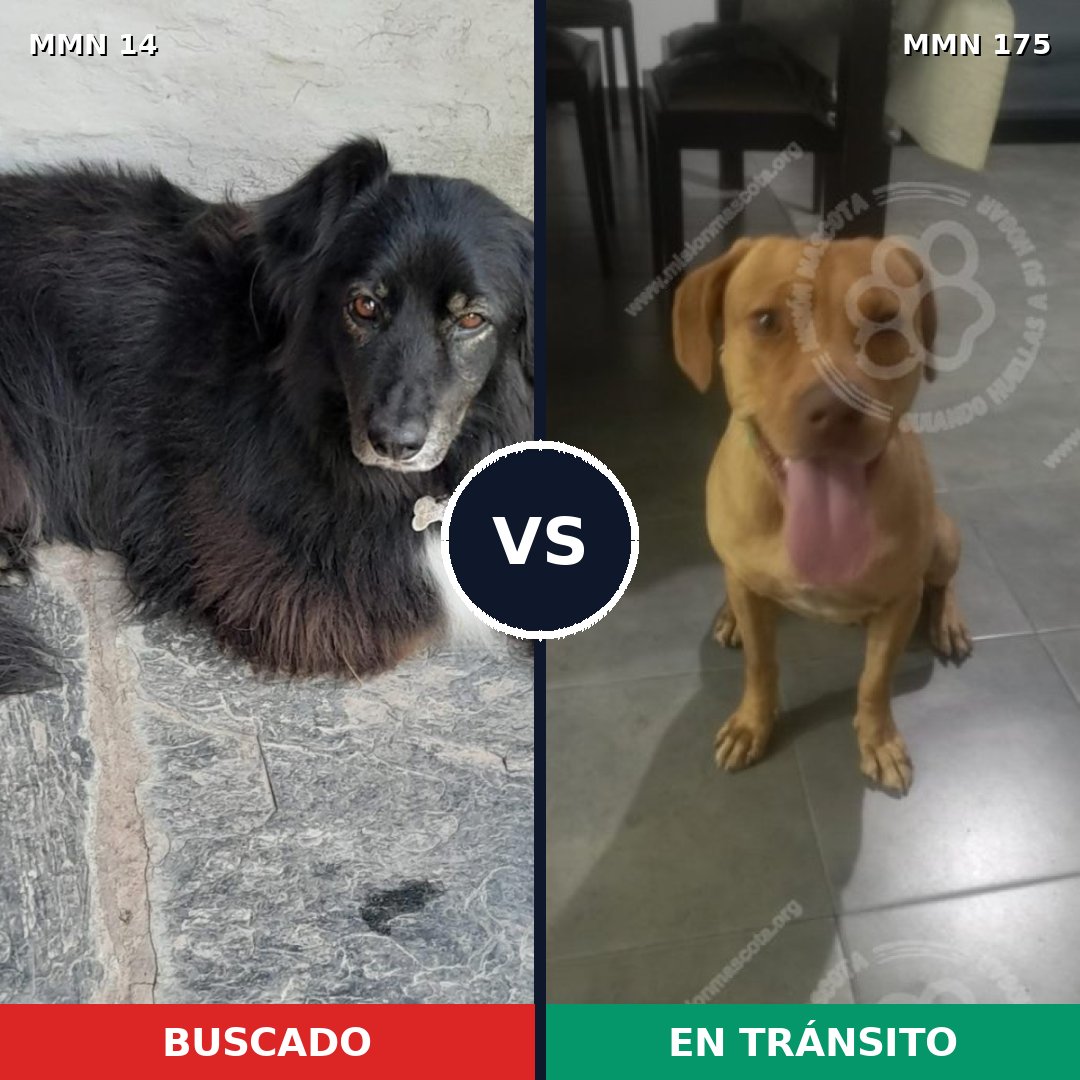 Comparativa MMS 699: mascota perdida y mascota encontrada, 49% de similitud