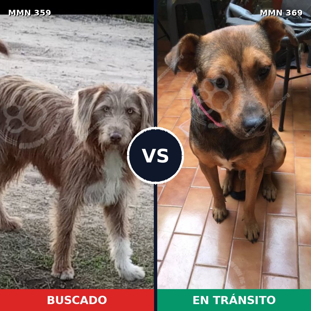 Comparativa MMS 6993: mascota perdida y mascota encontrada, 13% de similitud