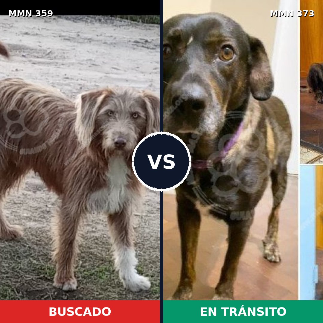 Comparativa MMS 6994: mascota perdida y mascota encontrada, 20% de similitud