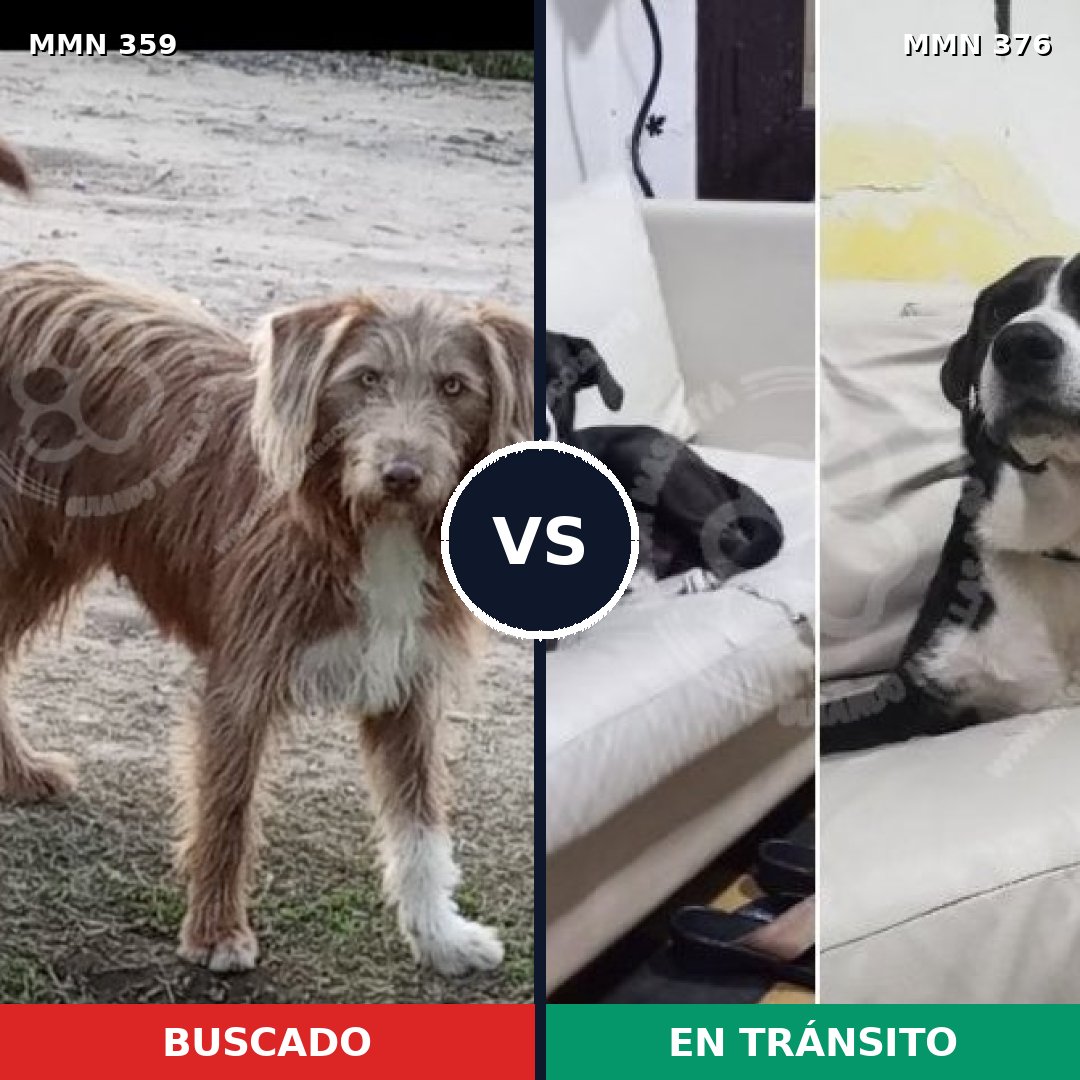 Comparativa MMS 6995: mascota perdida y mascota encontrada, 33% de similitud