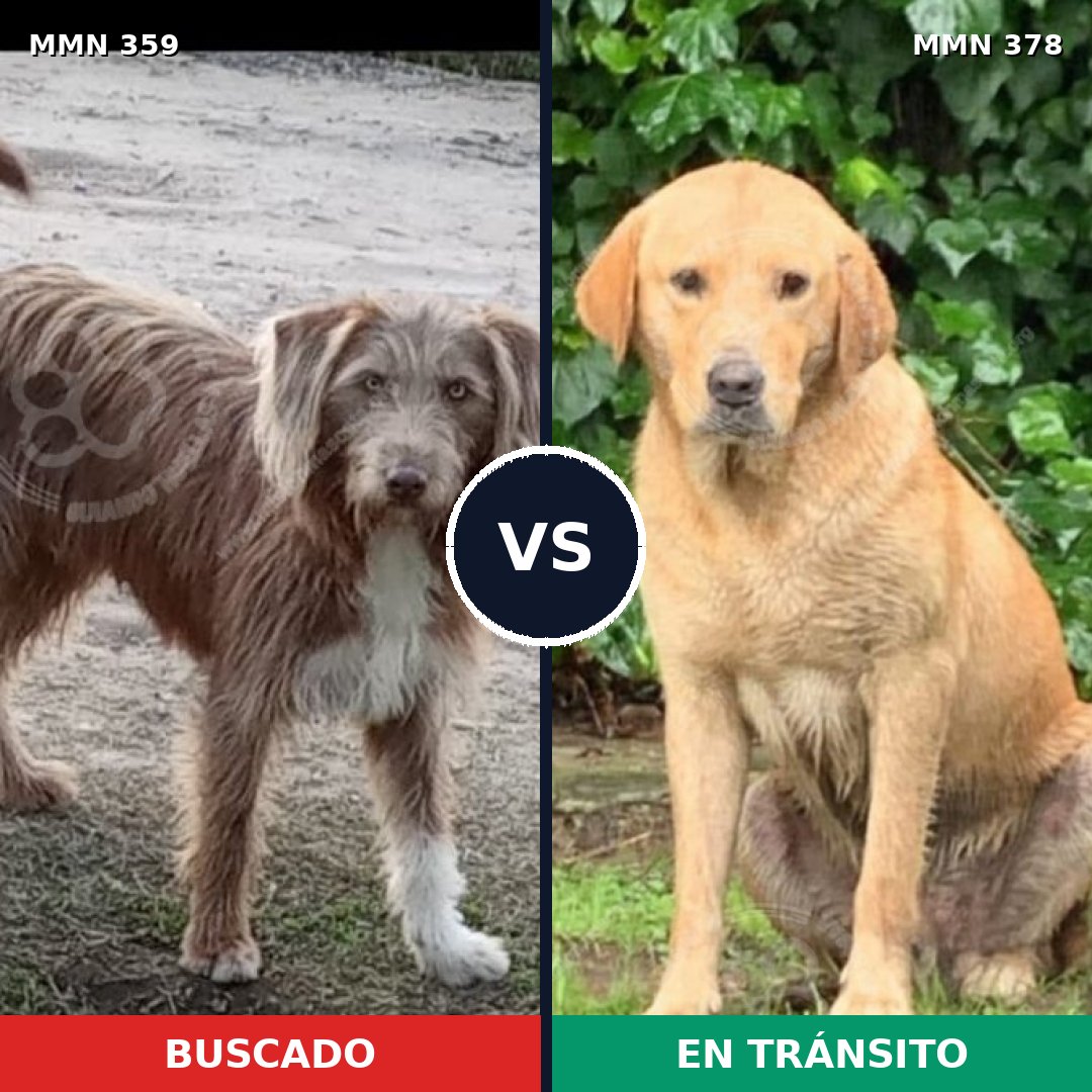 Comparativa MMS 6996: mascota perdida y mascota encontrada, 78% de similitud