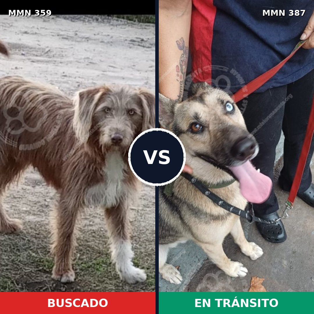 Comparativa MMS 6997: mascota perdida y mascota encontrada, 14% de similitud