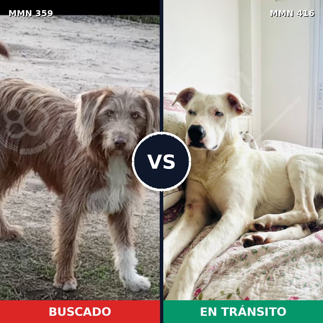 Comparativa MMS 6999: mascota perdida y mascota encontrada, 65% de similitud