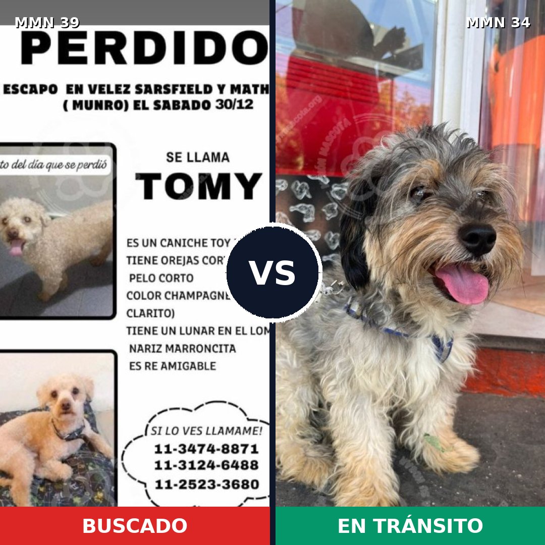 Comparativa MMS 7: mascota perdida y mascota encontrada, 29% de similitud