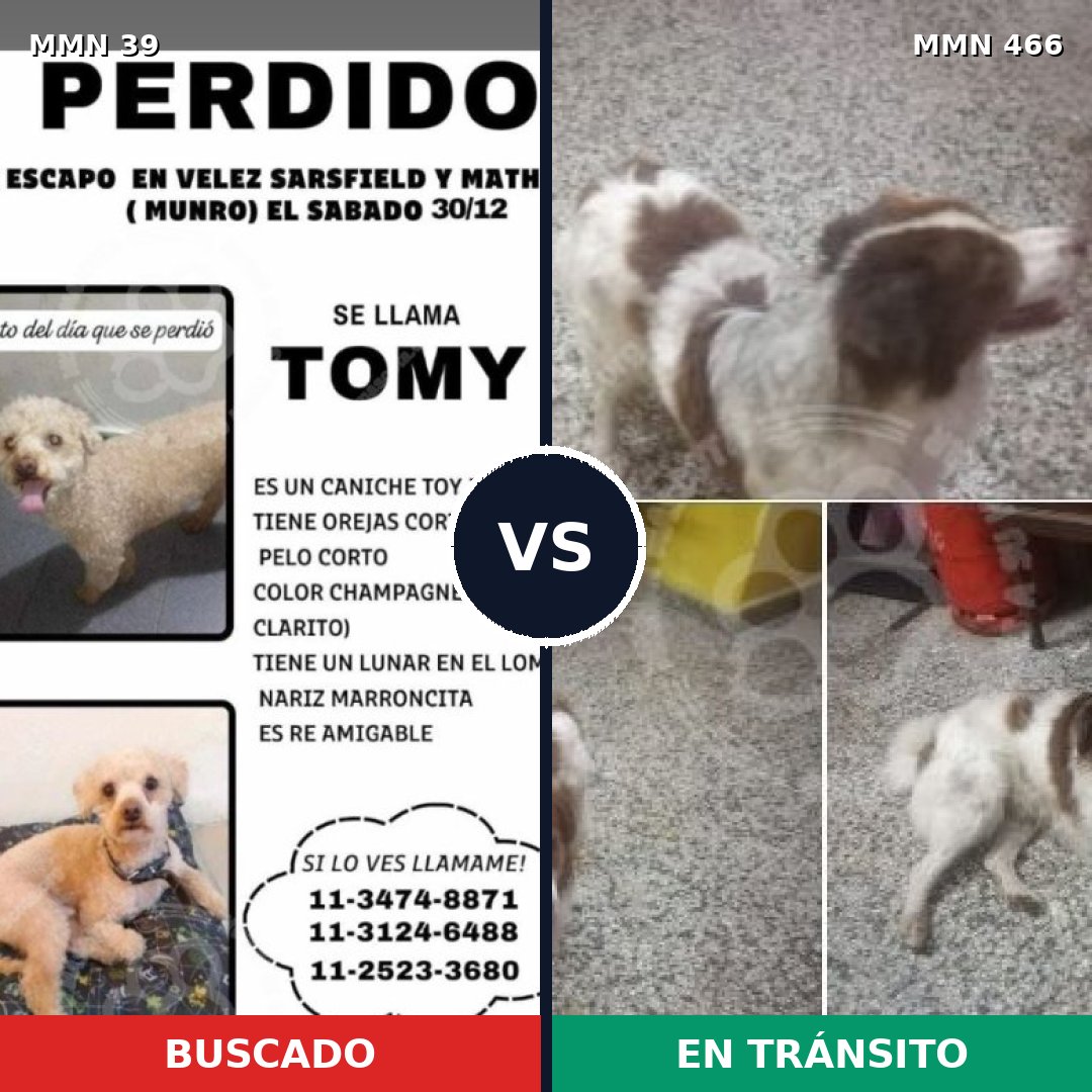 Comparativa MMS 70: mascota perdida y mascota encontrada, 37% de similitud