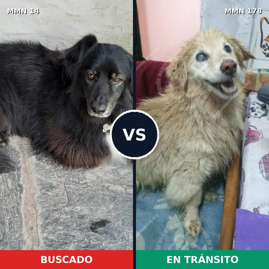 Comparativa MMS 700: mascota perdida y mascota encontrada, 60% de similitud