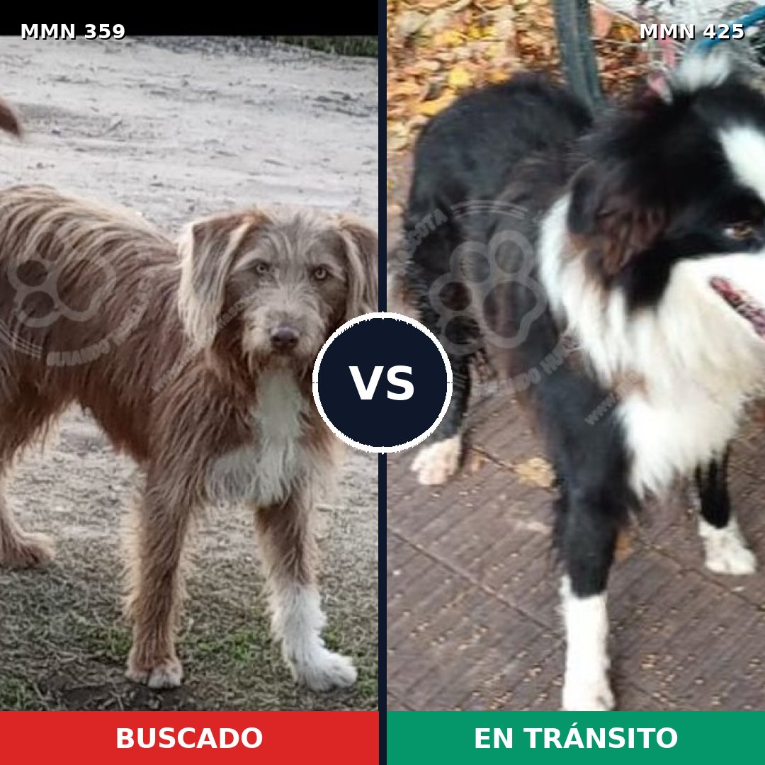 Comparativa MMS 7001: mascota perdida y mascota encontrada, 69% de similitud