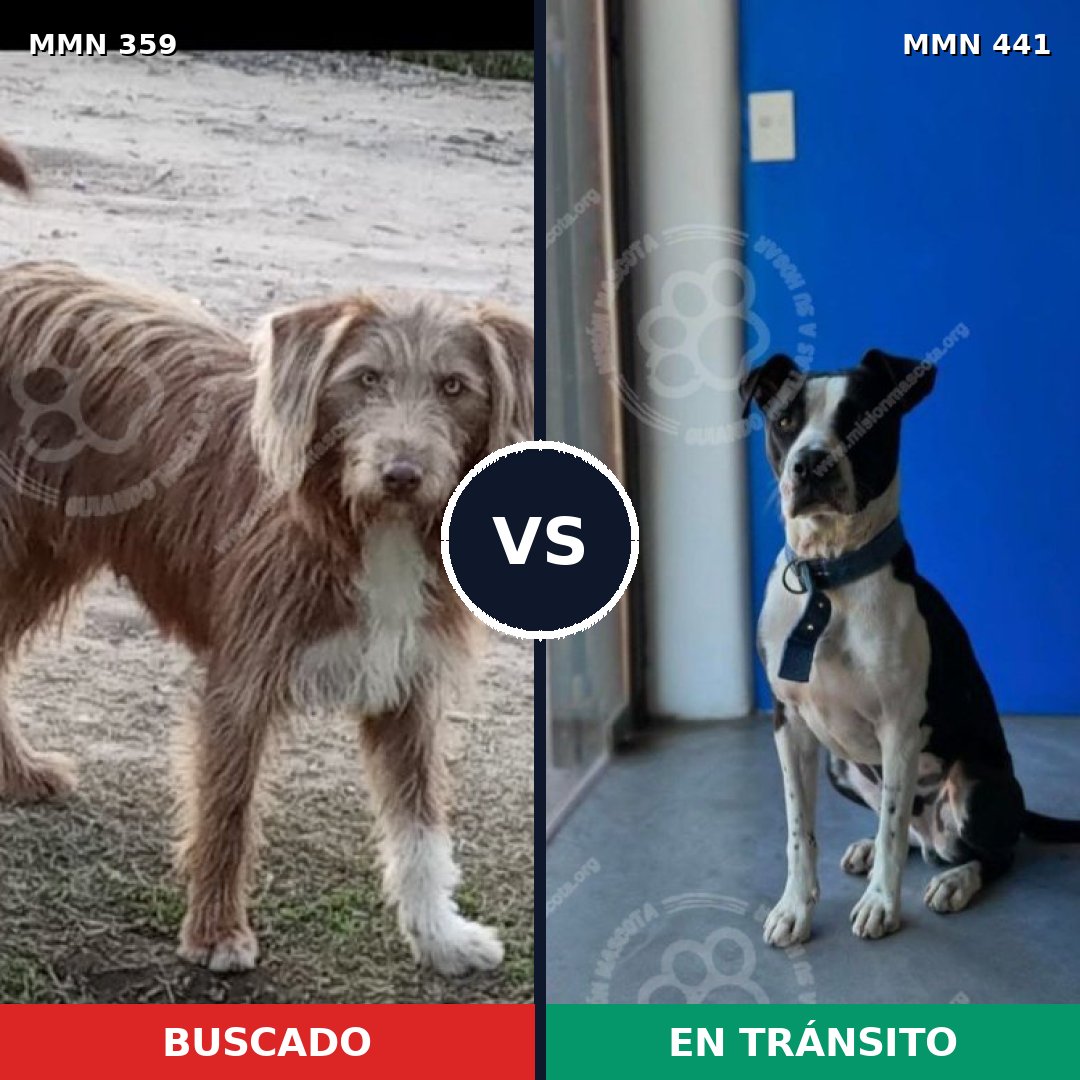 Comparativa MMS 7002: mascota perdida y mascota encontrada, 70% de similitud