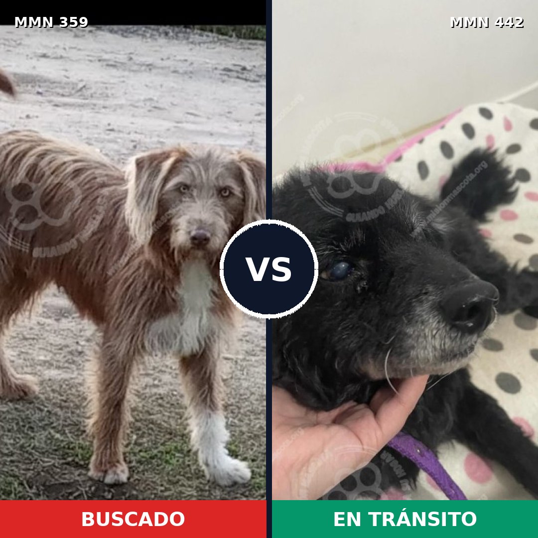 Comparativa MMS 7003: mascota perdida y mascota encontrada, 26% de similitud