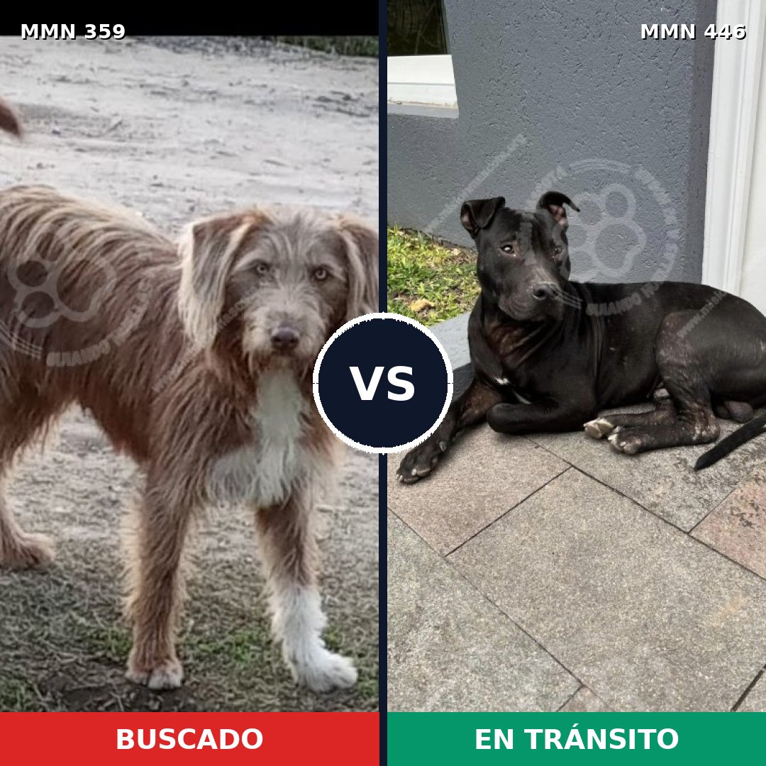 Comparativa MMS 7004: mascota perdida y mascota encontrada, 32% de similitud