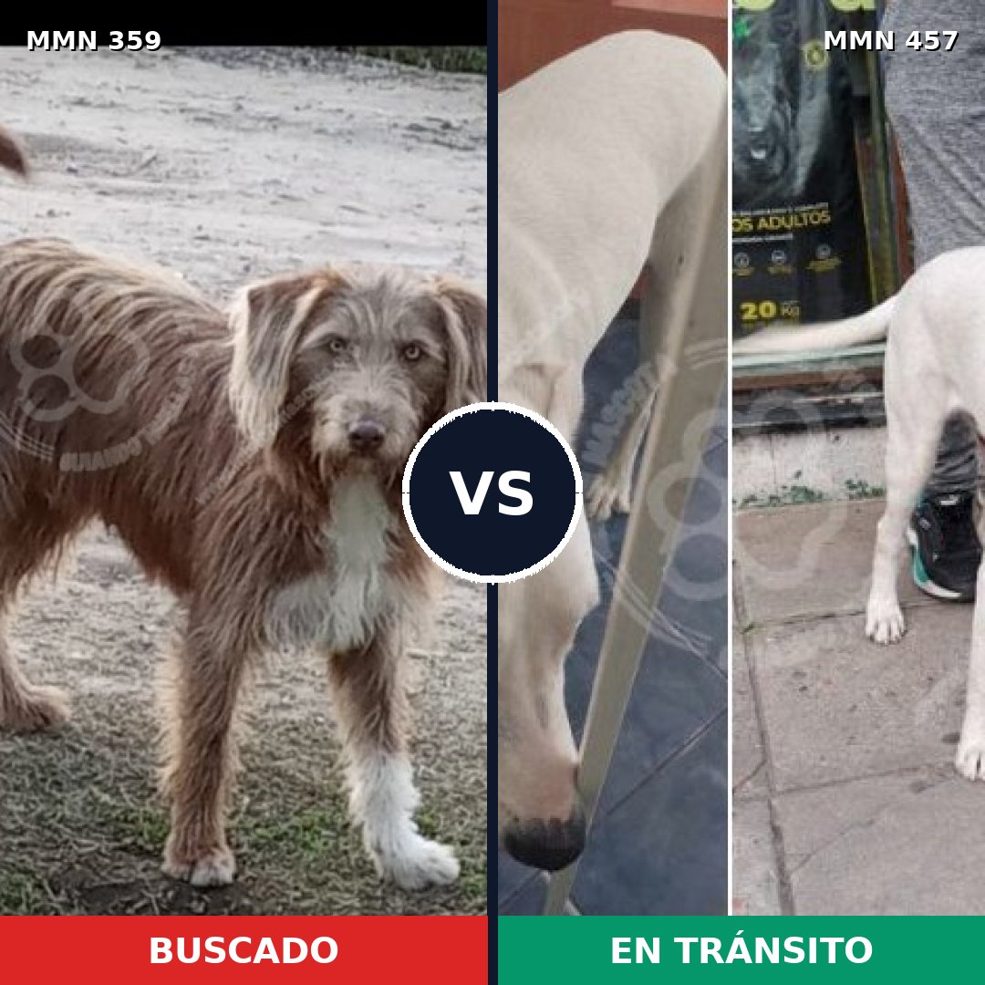 Comparativa MMS 7005: mascota perdida y mascota encontrada, 22% de similitud