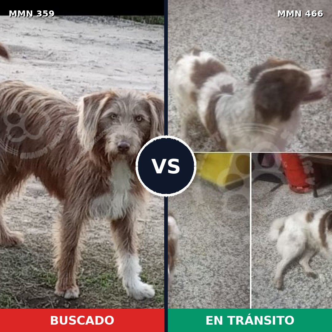 Comparativa MMS 7007: mascota perdida y mascota encontrada, 34% de similitud