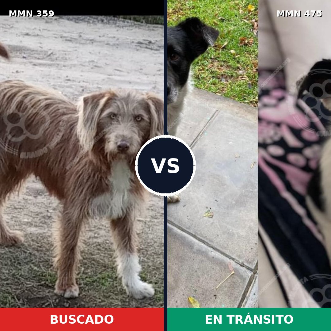 Comparativa MMS 7008: mascota perdida y mascota encontrada, 32% de similitud