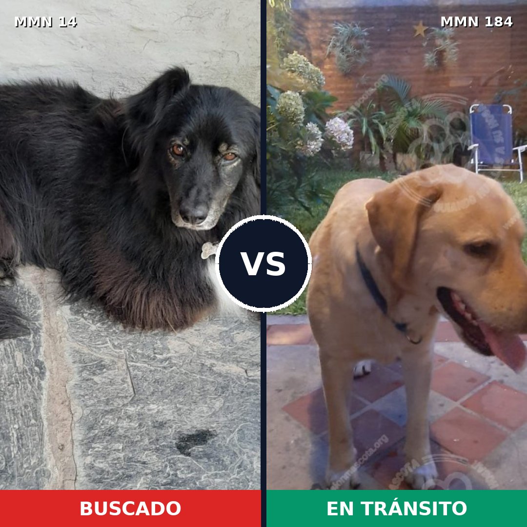 Comparativa MMS 701: mascota perdida y mascota encontrada, 59% de similitud