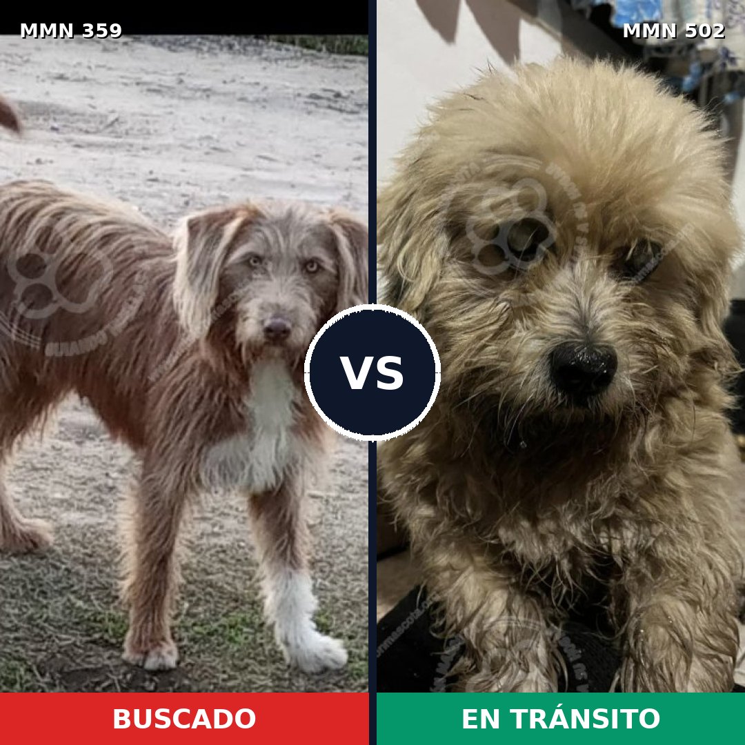 Comparativa MMS 7011: mascota perdida y mascota encontrada, 33% de similitud