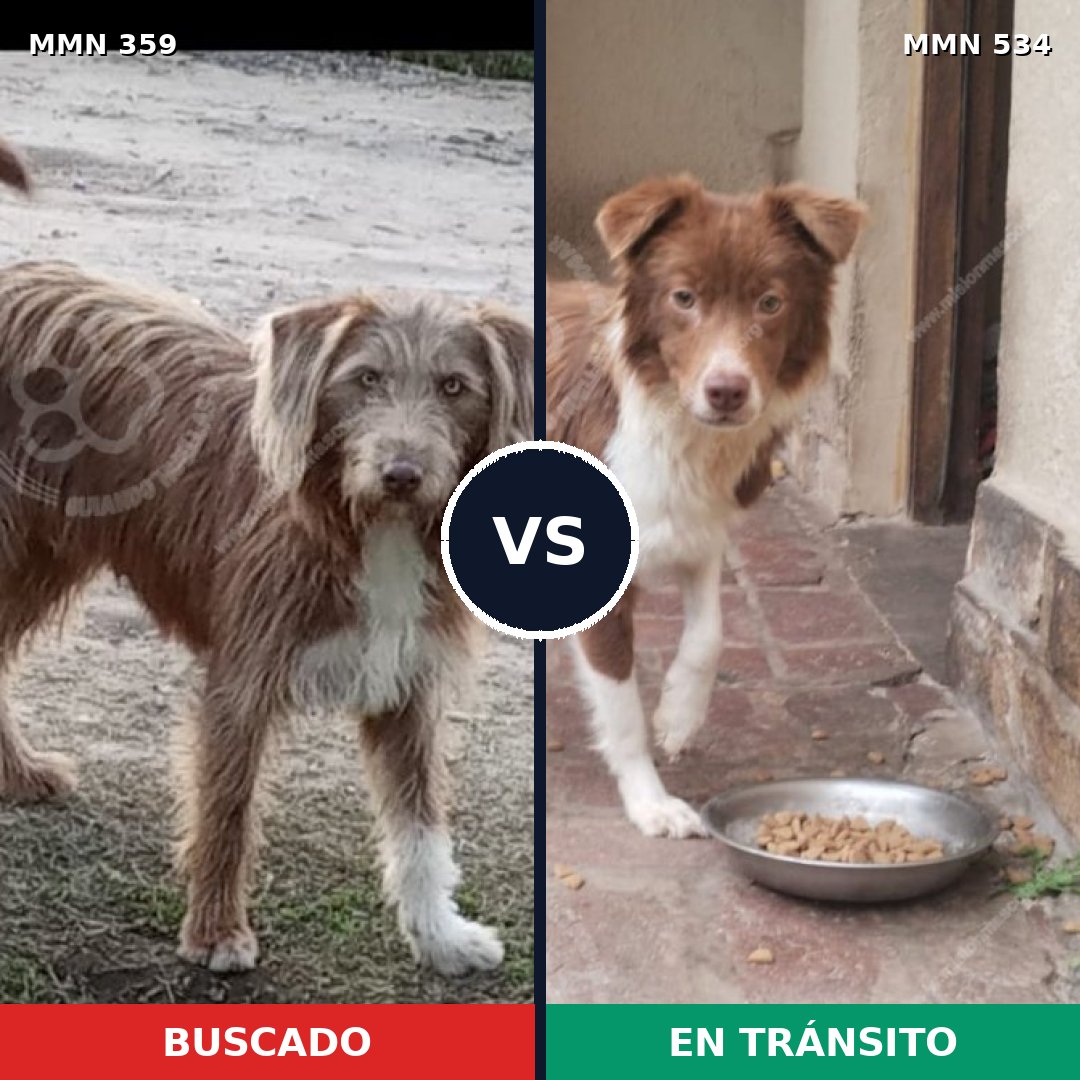 Comparativa MMS 7014: mascota perdida y mascota encontrada, 15% de similitud