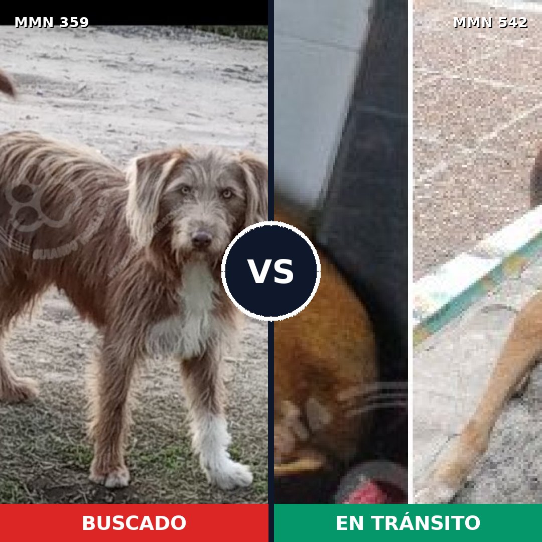 Comparativa MMS 7015: mascota perdida y mascota encontrada, 55% de similitud