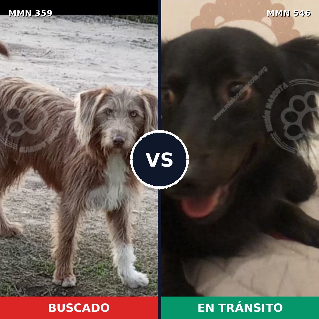 Comparativa MMS 7016: mascota perdida y mascota encontrada, 15% de similitud