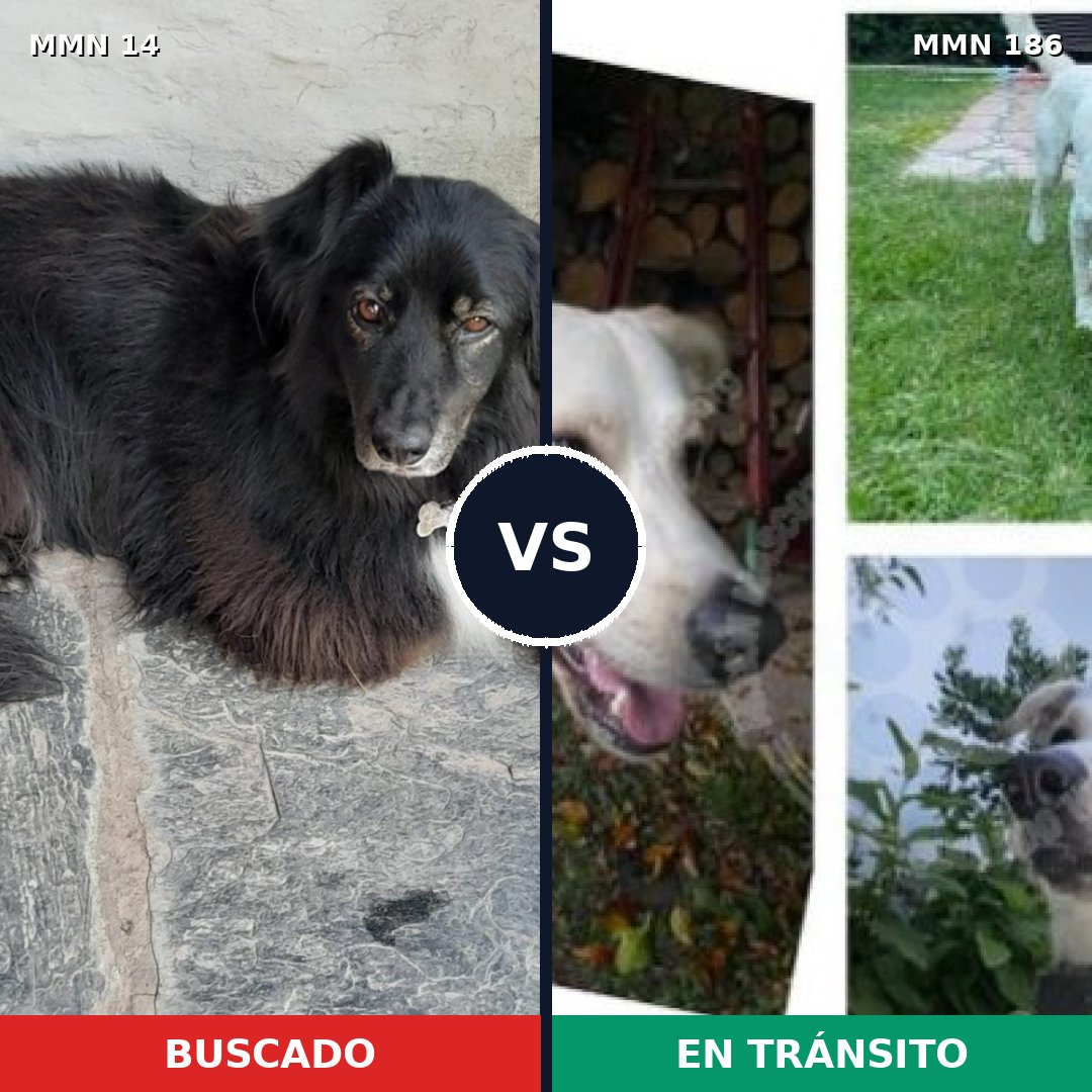 Comparativa MMS 702: mascota perdida y mascota encontrada, 48% de similitud