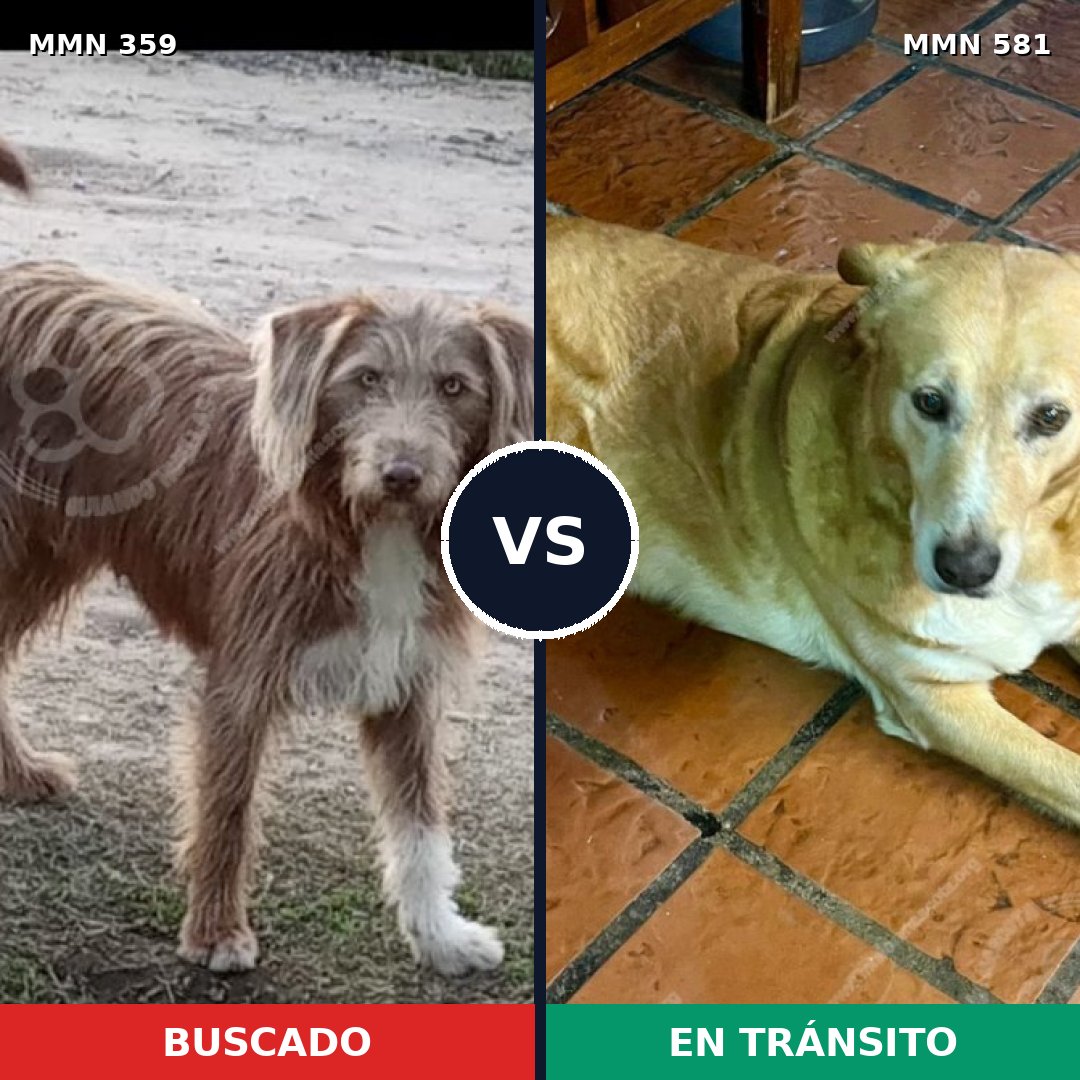 Comparativa MMS 7020: mascota perdida y mascota encontrada, 69% de similitud