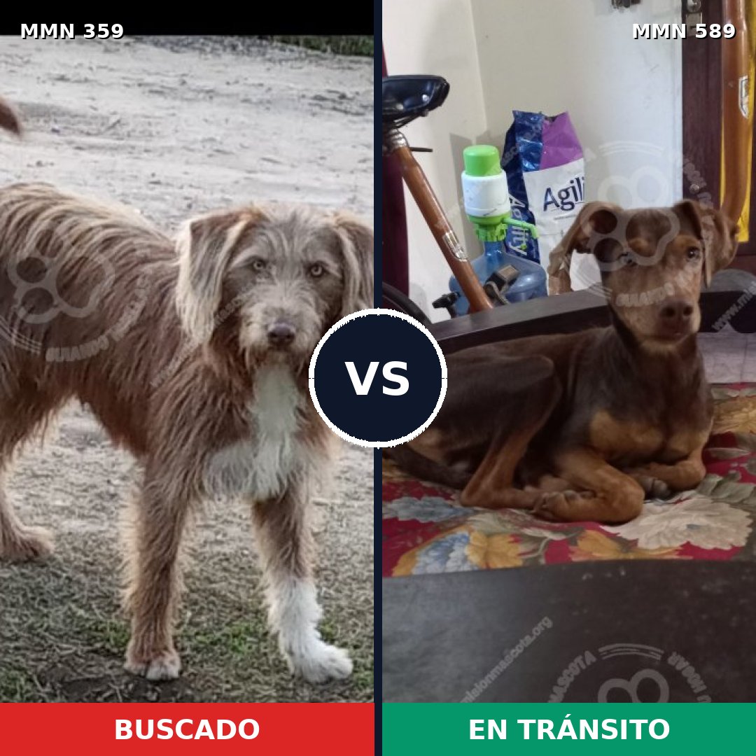 Comparativa MMS 7021: mascota perdida y mascota encontrada, 16% de similitud