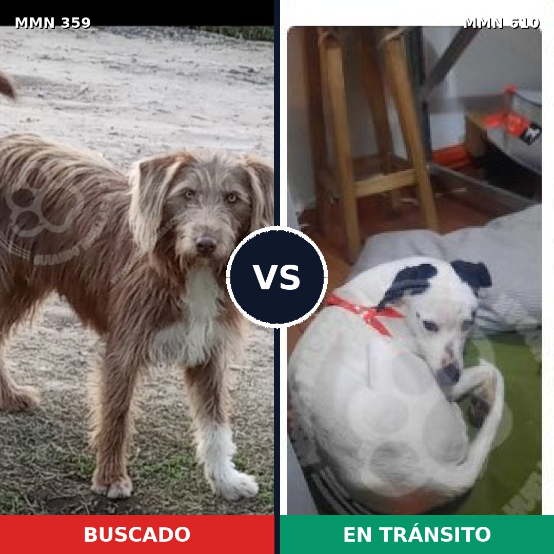 Comparativa MMS 7022: mascota perdida y mascota encontrada, 31% de similitud