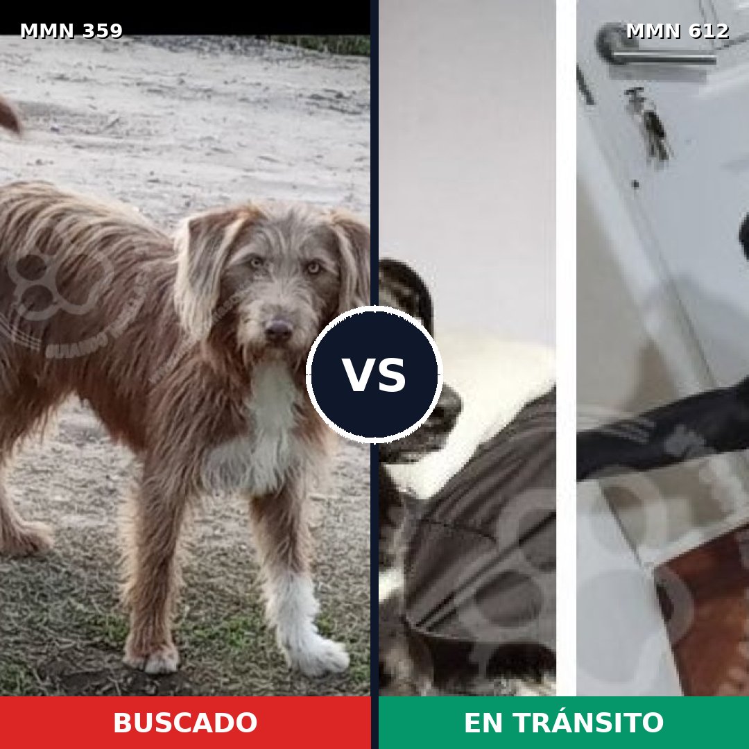 Comparativa MMS 7023: mascota perdida y mascota encontrada, 32% de similitud