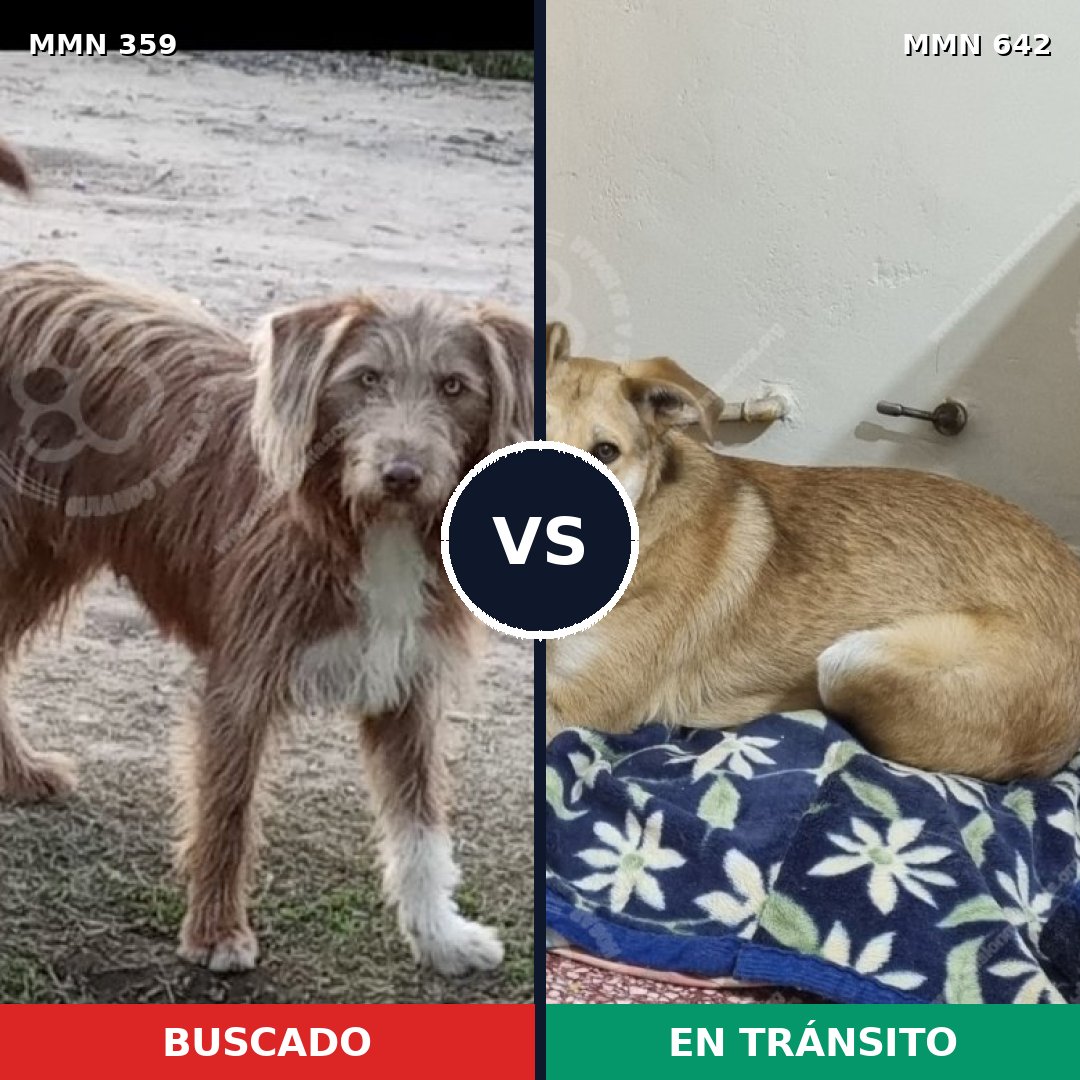 Comparativa MMS 7025: mascota perdida y mascota encontrada, 69% de similitud